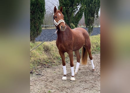 Oldenbourg, Jument, 2 Ans, 159 cm, Alezan brûlé
