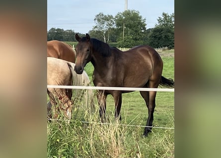 Oldenbourg, Jument, 2 Ans, 165 cm, Bai brun