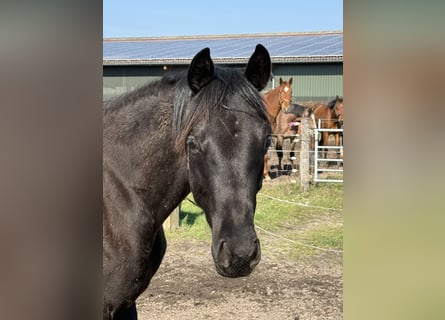Oldenbourg, Jument, 2 Ans, 165 cm, Noir