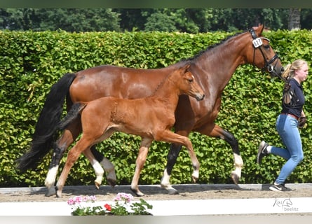 Oldenbourg, Jument, 2 Ans, 166 cm, Bai