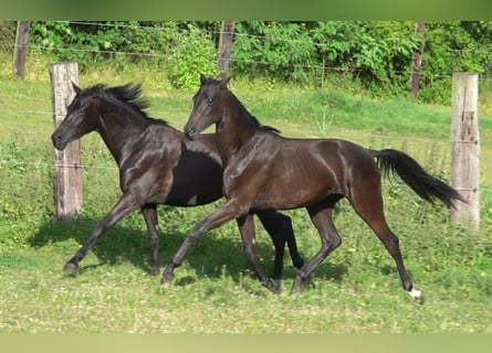 Oldenbourg, Jument, 2 Ans, 167 cm, Noir