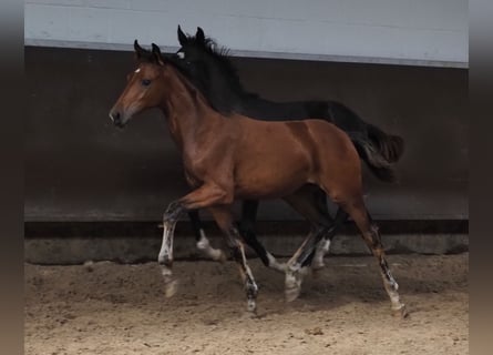 Oldenbourg, Jument, 2 Ans, 168 cm, Bai