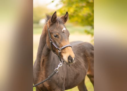 Oldenbourg, Jument, 2 Ans, 168 cm, Bai