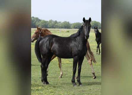 Oldenbourg, Jument, 2 Ans, 168 cm, Noir