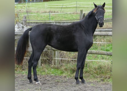 Oldenbourg, Jument, 2 Ans, 169 cm, Noir