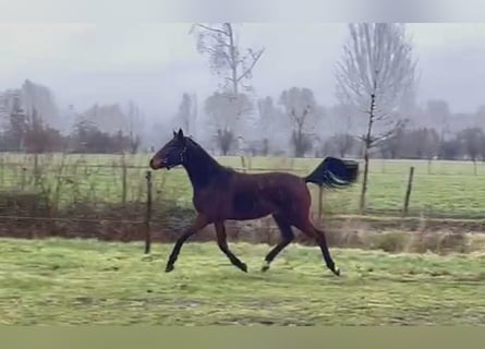 Oldenbourg, Jument, 2 Ans, 170 cm, Bai brun