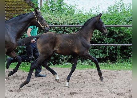 Oldenbourg, Jument, 2 Ans, 170 cm, Bai brun foncé