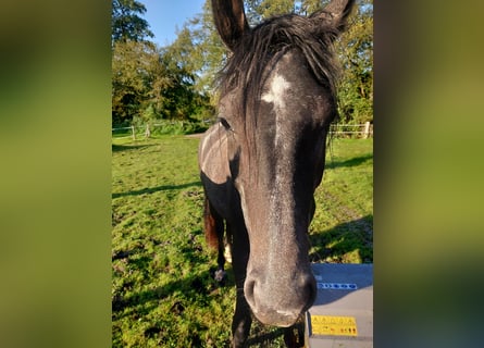 Oldenbourg, Jument, 2 Ans, 170 cm, Gris