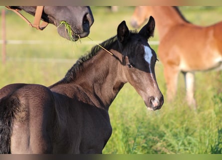 Oldenbourg, Jument, 2 Ans, 170 cm, Noir