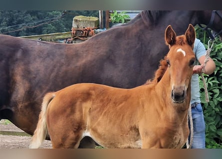 Oldenbourg, Jument, 2 Ans, 172 cm, Alezan brûlé