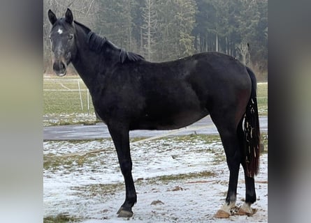 Oldenbourg, Jument, 2 Ans, 172 cm, Gris noir