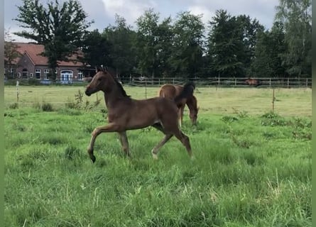 Oldenbourg, Jument, 2 Ans, 173 cm, Bai