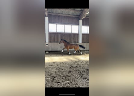 Oldenbourg, Jument, 2 Ans, 173 cm, Bai