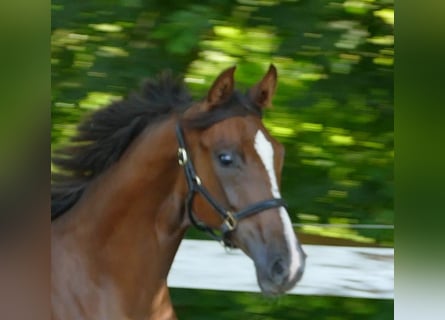 Oldenbourg, Jument, 2 Ans, 175 cm, Alezan brûlé