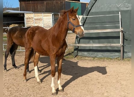 Oldenbourg, Jument, 2 Ans, Alezan