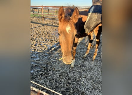 Oldenbourg, Jument, 2 Ans, Alezan