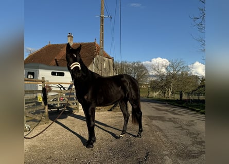 Oldenbourg, Jument, 2 Ans, Bai brun foncé