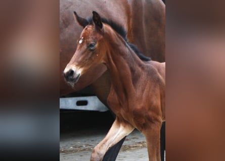 Oldenbourg, Jument, 2 Ans, Bai
