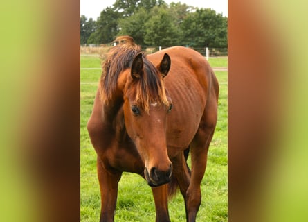 Oldenbourg, Jument, 2 Ans, Bai