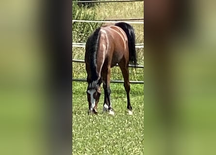 Oldenbourg, Jument, 2 Ans, Bai