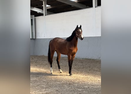 Oldenbourg, Jument, 2 Ans, Bai