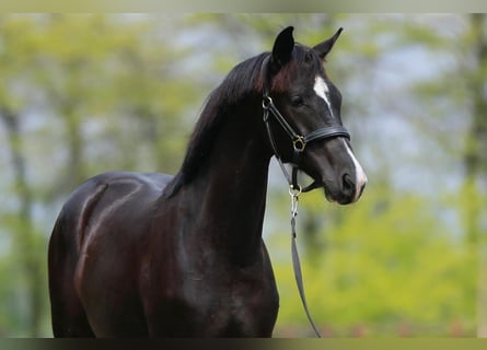 Oldenbourg, Jument, 2 Ans