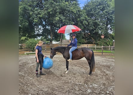 Oldenbourg, Jument, 3 Ans, 155 cm, Bai brun