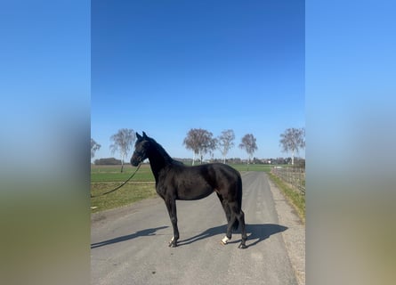 Oldenbourg, Jument, 3 Ans, 160 cm, Bai brun foncé