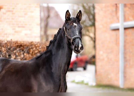 Oldenbourg, Jument, 3 Ans, 160 cm, Noir