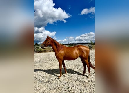 Oldenbourg, Jument, 3 Ans, 161 cm