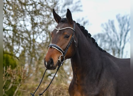 Oldenbourg, Jument, 3 Ans, 162 cm, Bai brun