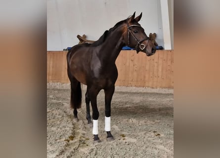 Oldenbourg, Jument, 3 Ans, 162 cm, Bai brun