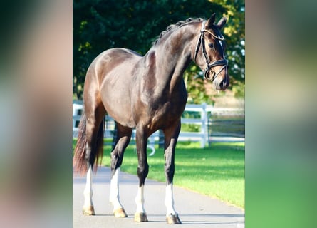 Oldenbourg, Jument, 3 Ans, 163 cm, Bai brun