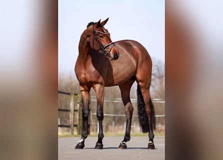 Oldenbourg, Jument, 3 Ans, 163 cm, Bai brun