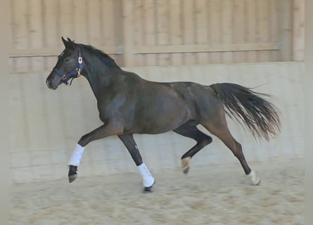 Oldenbourg, Jument, 3 Ans, 163 cm, Bai brun foncé