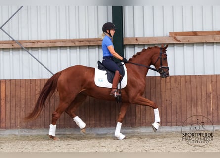 Oldenbourg, Jument, 3 Ans, 164 cm, Alezan