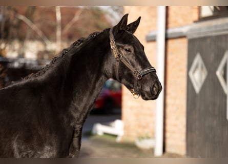 Oldenbourg, Jument, 3 Ans, 164 cm, Noir