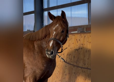 Oldenbourg, Jument, 3 Ans, 165 cm, Alezan