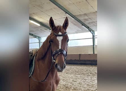 Oldenbourg, Jument, 3 Ans, 165 cm, Alezan