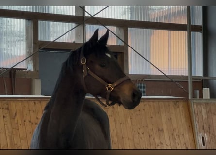 Oldenbourg, Jument, 3 Ans, 166 cm, Bai brun