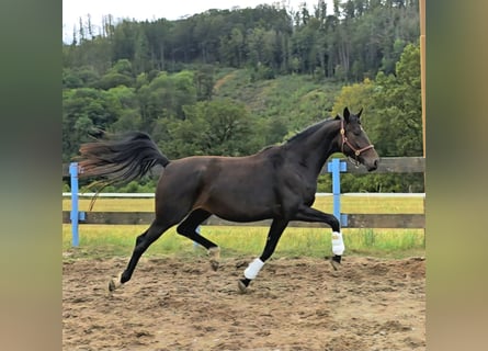 Oldenbourg, Jument, 3 Ans, 166 cm, Bai brun