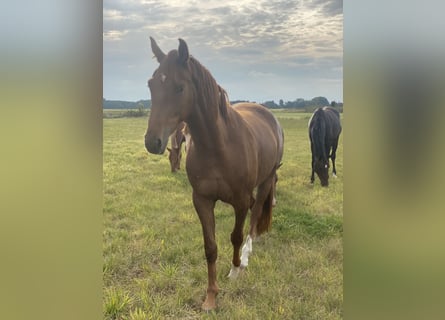 Oldenbourg, Jument, 3 Ans, 167 cm, Alezan