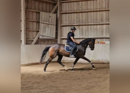 Oldenbourg, Jument, 3 Ans, 168 cm, Bai brun