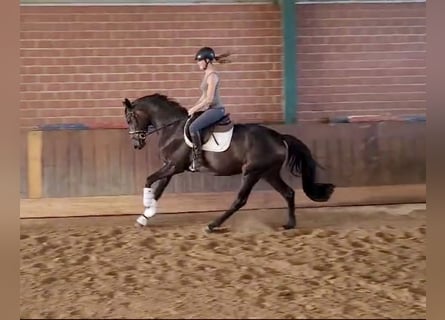 Oldenbourg, Jument, 3 Ans, 168 cm, Bai brun foncé