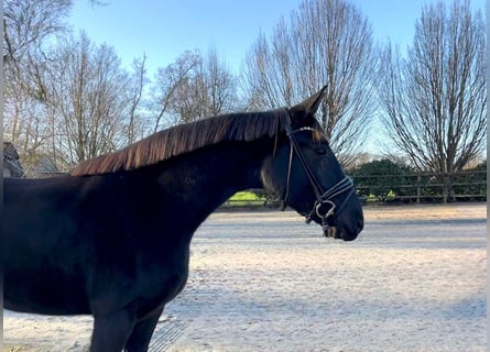 Oldenbourg, Jument, 3 Ans, 168 cm, Noir