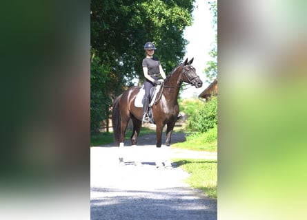 Oldenbourg, Jument, 3 Ans, 168 cm, Noir