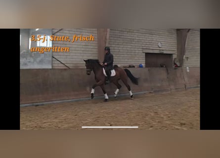 Oldenbourg, Jument, 3 Ans, 169 cm, Bai