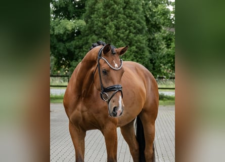 Oldenbourg, Jument, 3 Ans, 169 cm, Bai