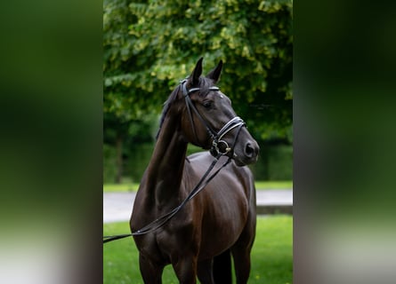 Oldenbourg, Jument, 3 Ans, 169 cm, Noir