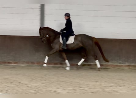 Oldenbourg, Jument, 3 Ans, 170 cm, Alezan brûlé